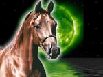 Planet Arabian