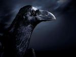 The Raven