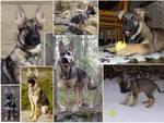 The German Shepherd Family