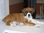 The Boxer Puppy