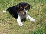 Beagle Puppy