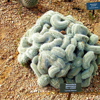 Mammillaria geminispina cactus