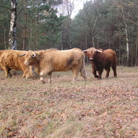 Wild cows