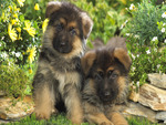 German Puppies