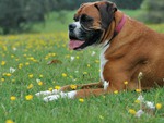 Boxer Laying in Grass