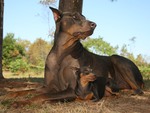 Doberman Pincher Mom and Baby