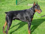 The Doberman!!!!!!!!!!!!