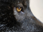 Eye of the Black Wolf