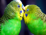 parrots in love