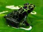 Dart Frog