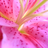 pink lily