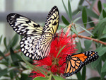 butterflies