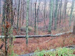 Fallen Trees