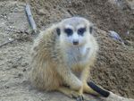Meerkat