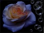 Rose and Bubbles
