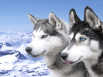 2 Huskies