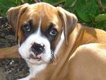 Very Cute Boxer Puppy