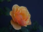 orange perfection rose