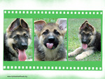 Three German Shepherd Puppies