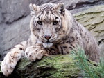 Snow Leopard