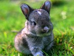 cute little bunny