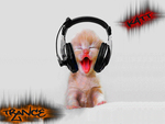 trance cat