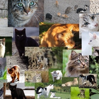Cat Collage