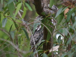 Tawny Frogmouth
