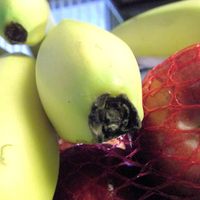 Still life with blossom ends