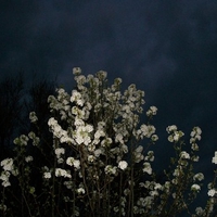 flowering fruit tree at night