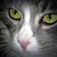 Cat With Green Eyes