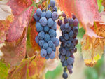 Concord Grapes