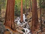 Cascading through the RedWoods