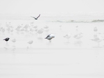 Gulls & Tern @ Long Beach, WA