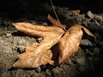 Dead Leaf on Dirt
