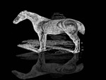 Horse Reflection
