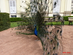 peacock