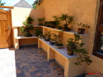 Outdoor bonsai