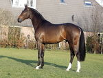 Dutch warmblood Horse