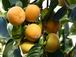 fruits