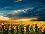 A Field of Sunshine