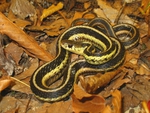 Garter Snake