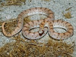 Western Spotted Leaf Nosed Snake