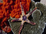 Starfish