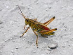Eastern Lubber Grasshopper