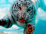 Tiger Underwater