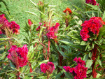 Red flowers