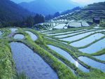 Beautiful Japanese Rice Paddy's 