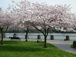 Cherry Tree Blossoms