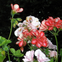 geranium